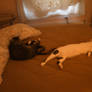Sleepy Buddies