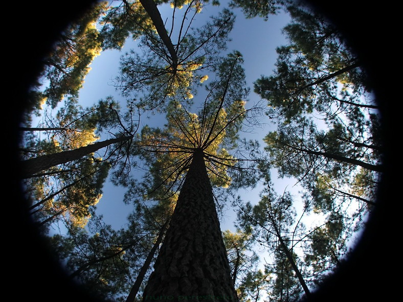 surrounding trees