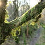 Mossy branch