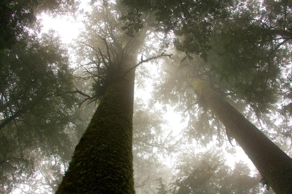 Old Growth in the Fog