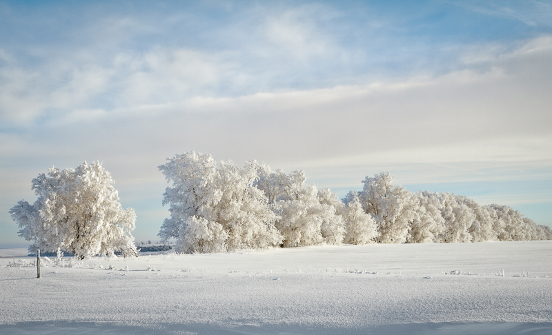 Frost on Trees