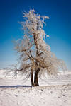 Portrait of a Tree in Winter by dkwynia