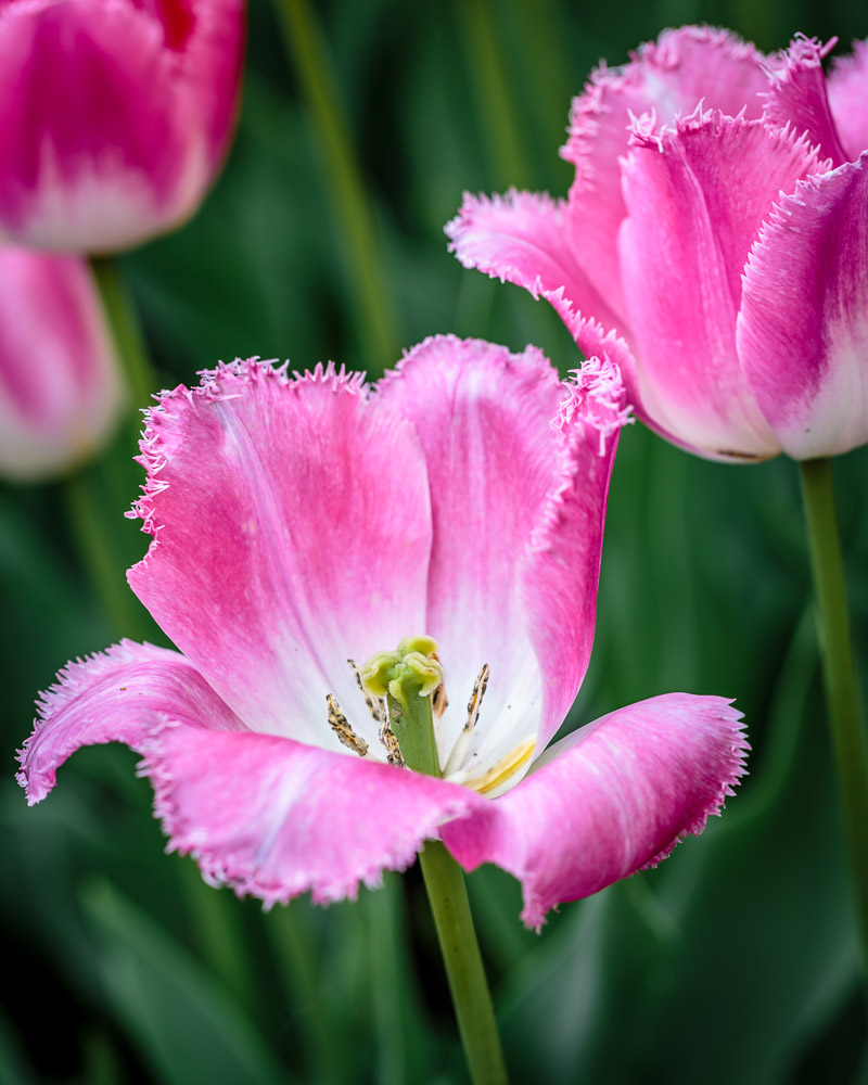 Another Fuzzy Tulip