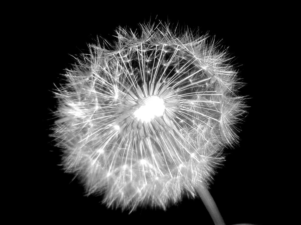 Dandelion