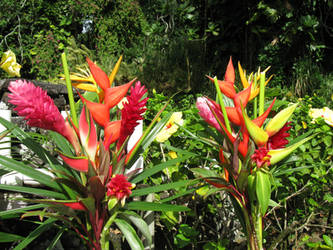 Hawaii flowers