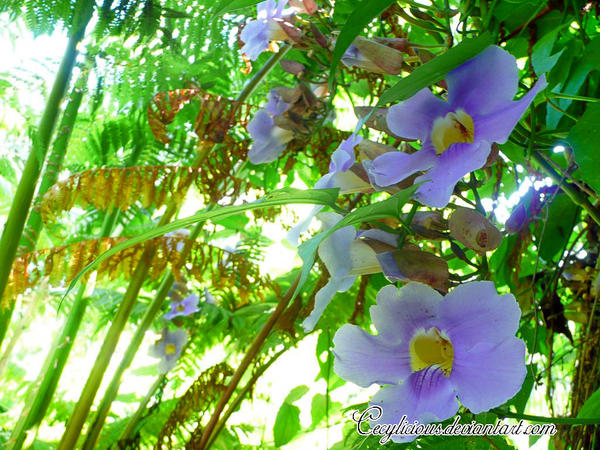 Blue Flowers