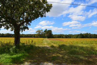 Tree by the road