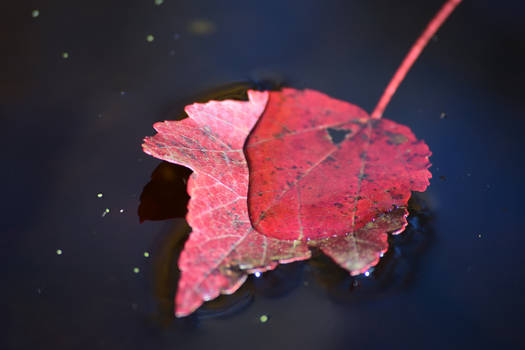 Red Leaf