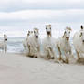 White Horses running down the beach