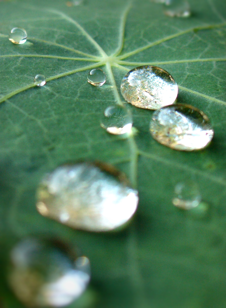 gota sobre hoja 2