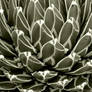 Agave