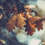 Mon Automne - ma saison mentale
