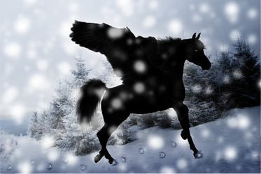 Black Pegasus in Snow