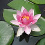 Fuchsia Water Lily