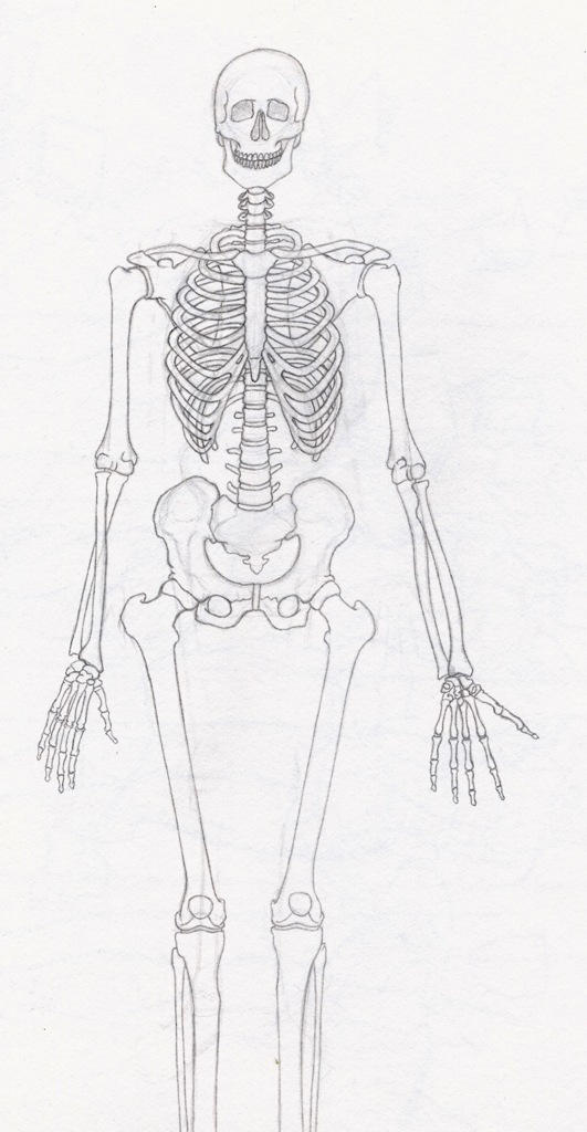 Skeleton Draft 1 by Kordyne on DeviantArt