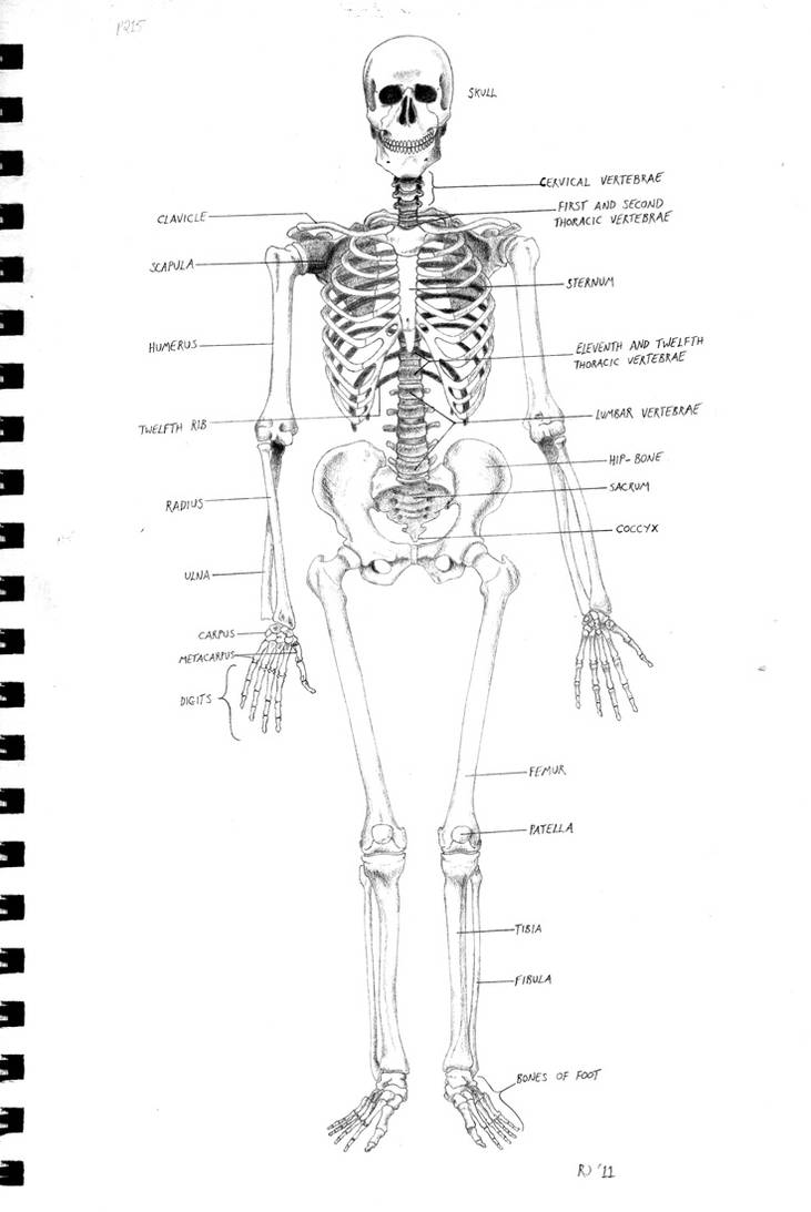 Skeleton Diagram by Kordyne on DeviantArt Biology Diagrams
