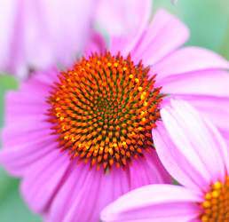 Coneflower Obsession