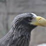 Sea Eagle