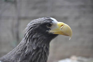 Sea Eagle