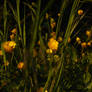 evening grass I