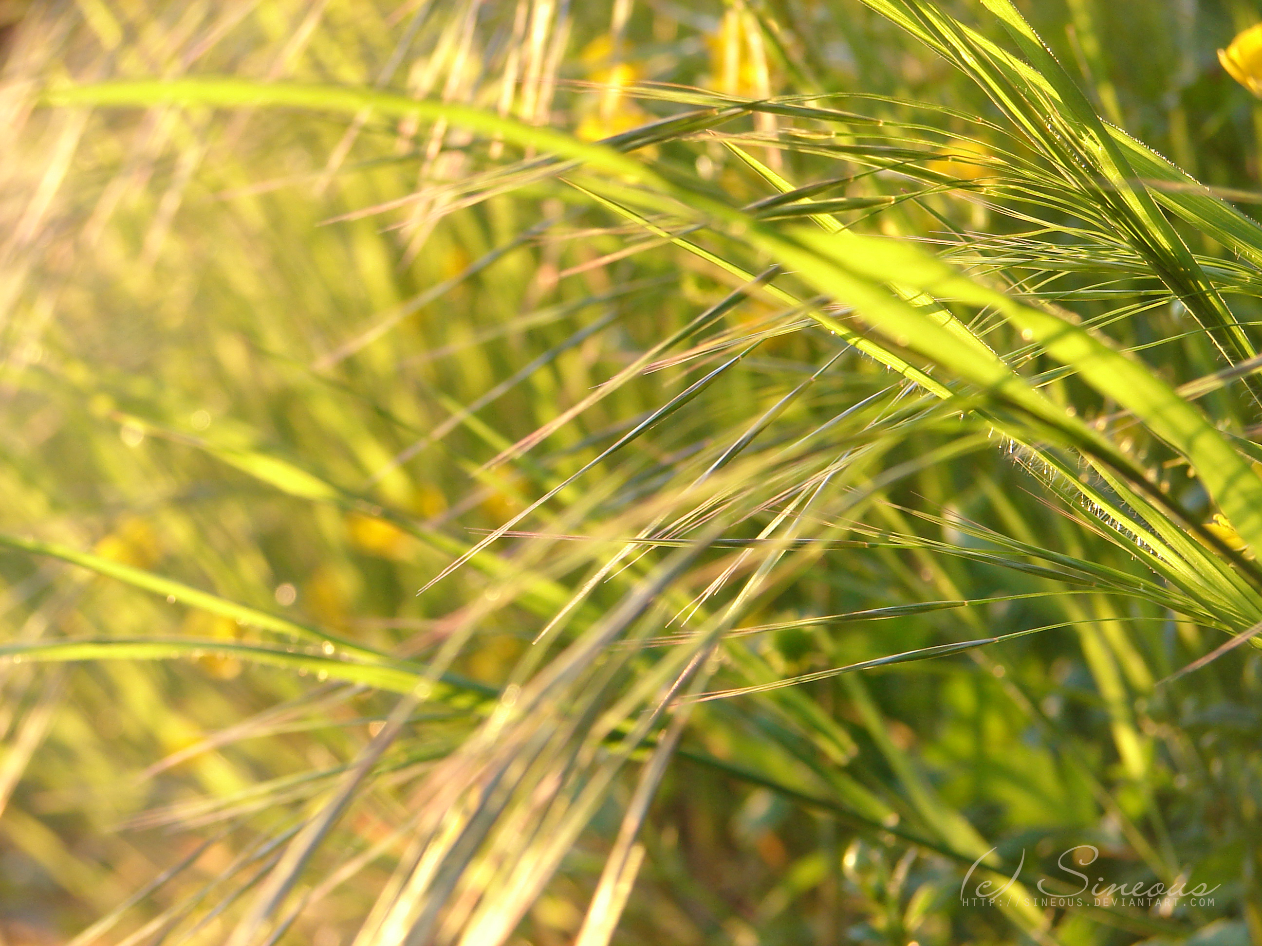 evening grass III