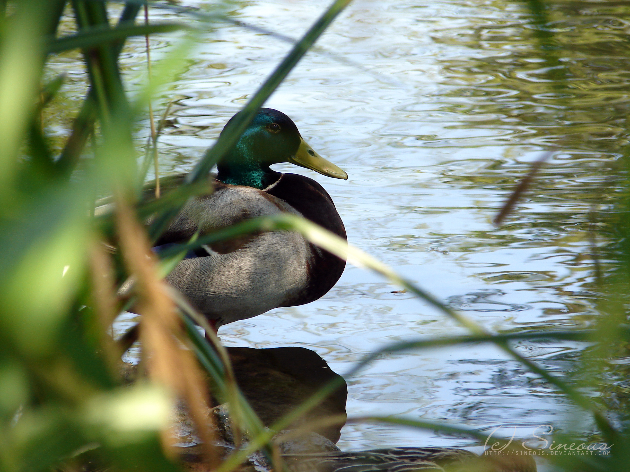 park duck