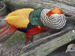 Golden pheasant by Just-a-Dreemurr