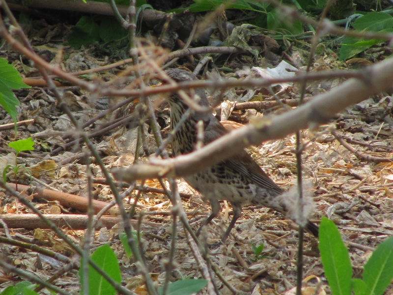 Fieldfare hiding.