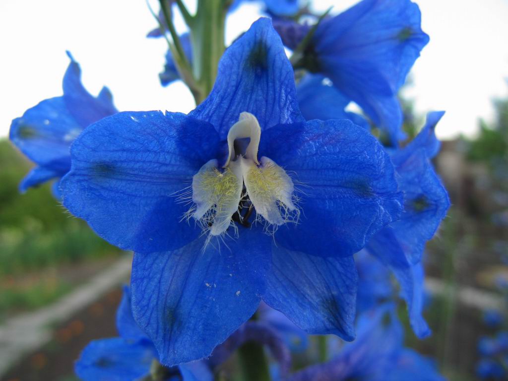 Blue Larkspur flower by Milhet on DeviantArt Blue Larkspur flower by Milhet on DeviantArt