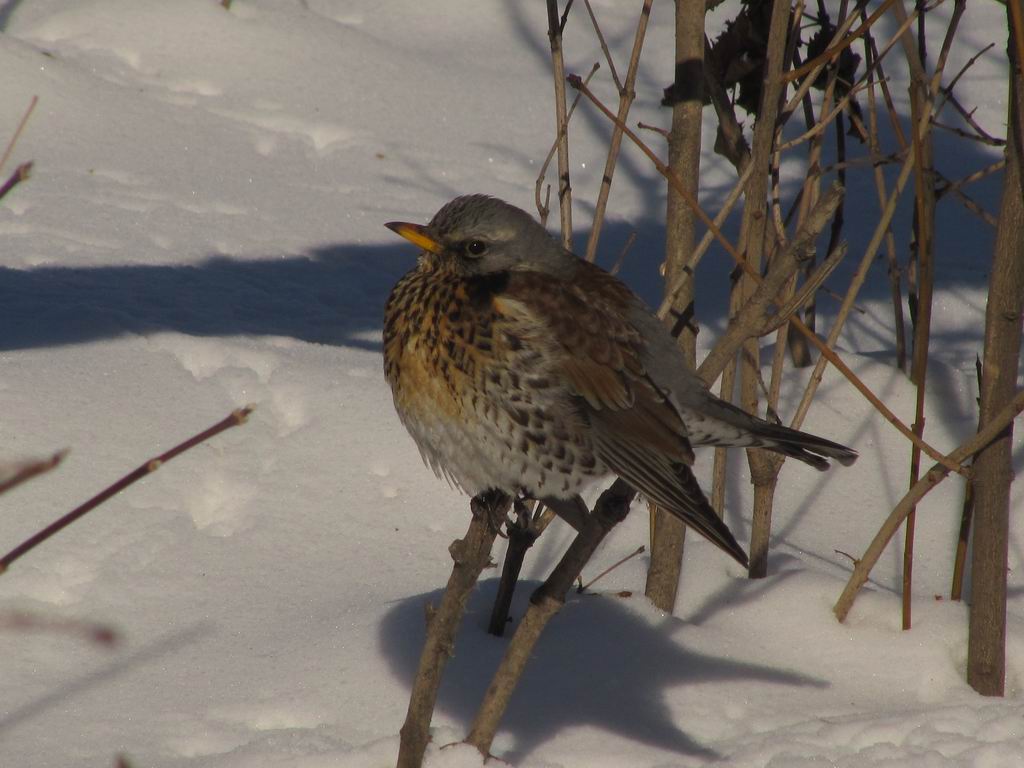 Fieldfare puffed up