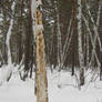 Dead birch