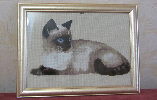 Siamese Cat