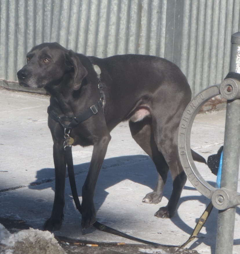 Dog in Cabbagetown