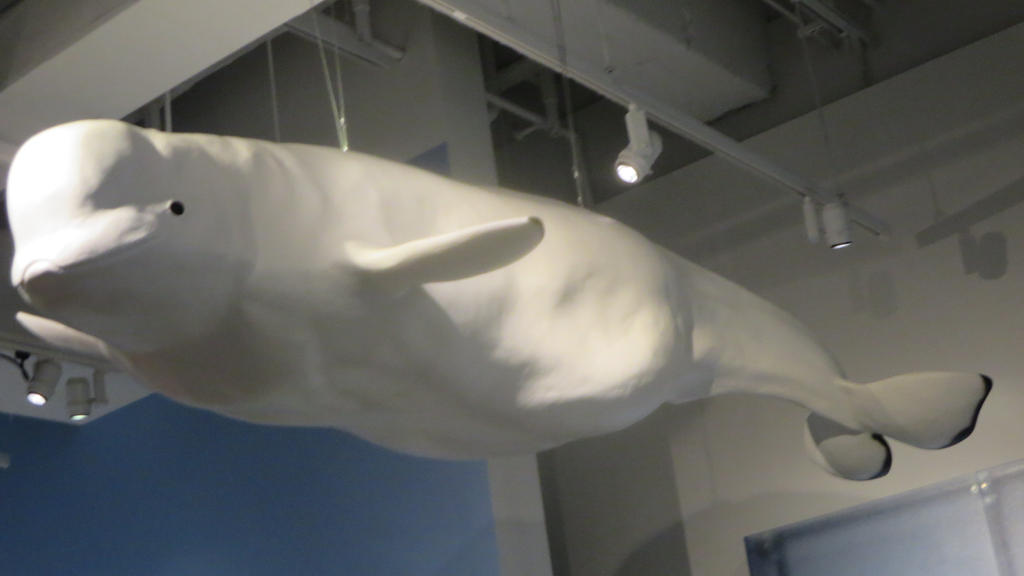 Beluga by Codetski101 on DeviantArt