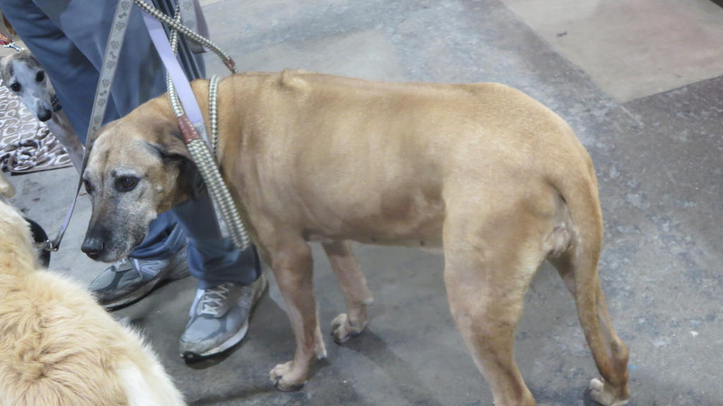 Chinook Rhodesian Ridgeback Mix Rhodesian Ridgeback Mix by Codetski101 on DeviantArt