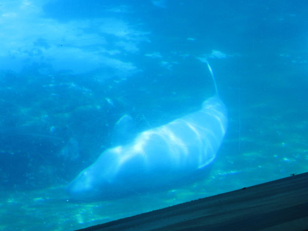 Beluga by Codetski101 on DeviantArt
