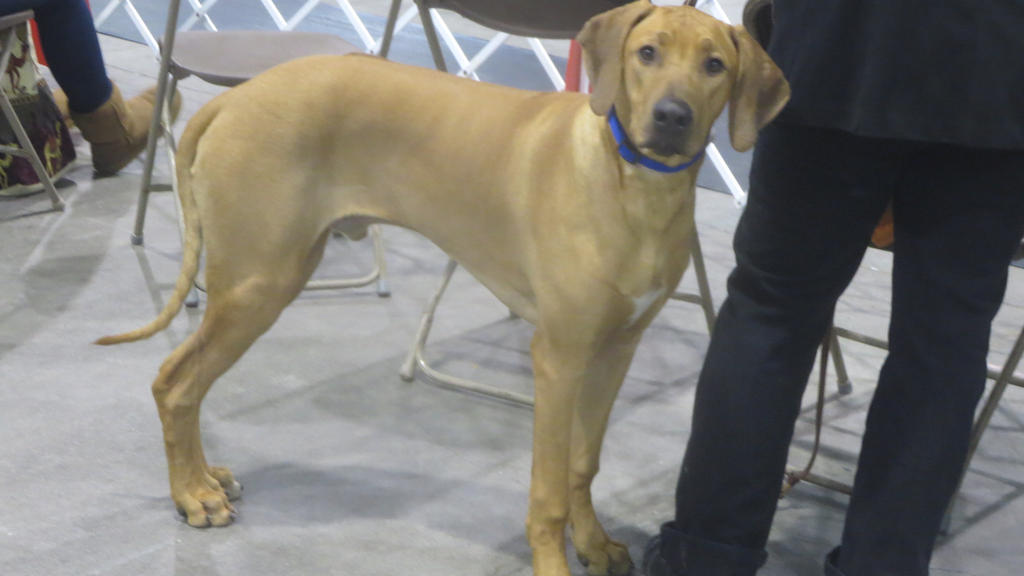 Rhodesian Ridgeback by Codetski101 on DeviantArt