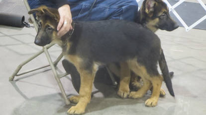 German Shepherd Puppies