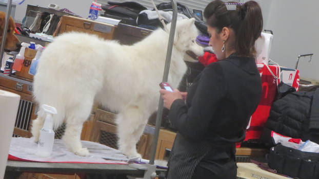 Dog Waits to be Groomed