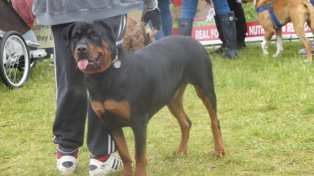 Rottweiler by Codetski101 on DeviantArt