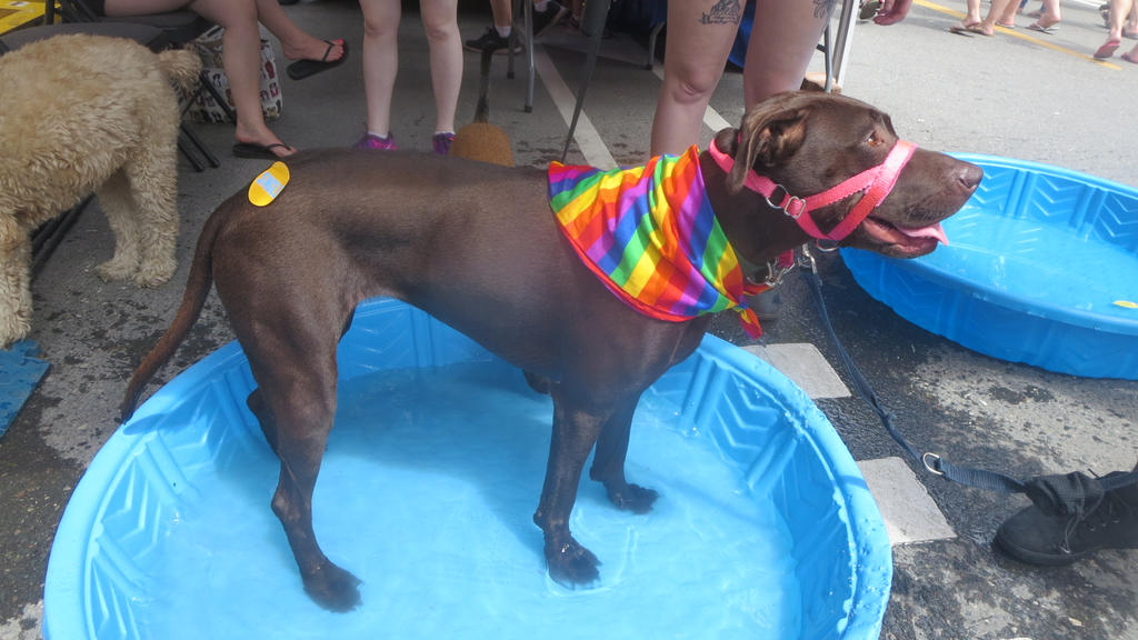 Dog Cools in Pool