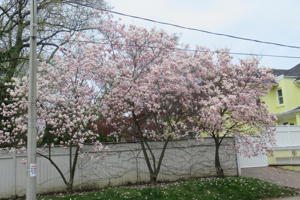 The Tree Rosedale Rosedale Trees in Bloom by Codetski101 on DeviantArt