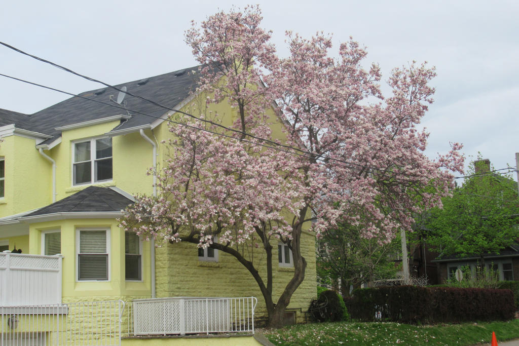 The Tree Rosedale Rosedale Trees in Bloom by Codetski101 on DeviantArt