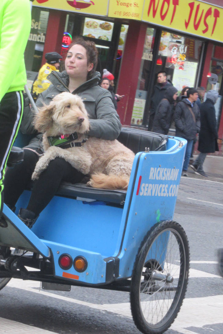 Dog Riding Rickshaw Dog Riding a Rickshaw by Codetski101 on DeviantArt