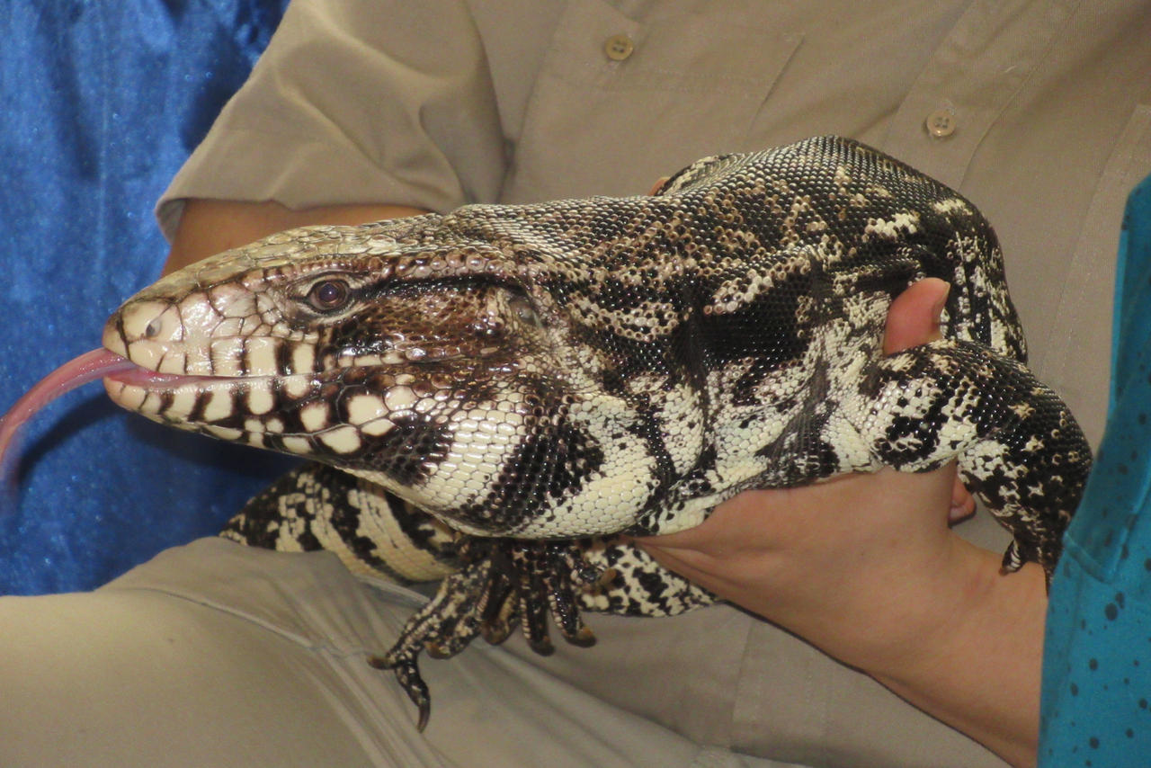 Charging Tegu Tegu by Codetski101 on DeviantArt