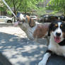 Rosie with Saint Bernard Fountain Statue