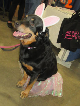 Dog Dressed as the Easter Buny