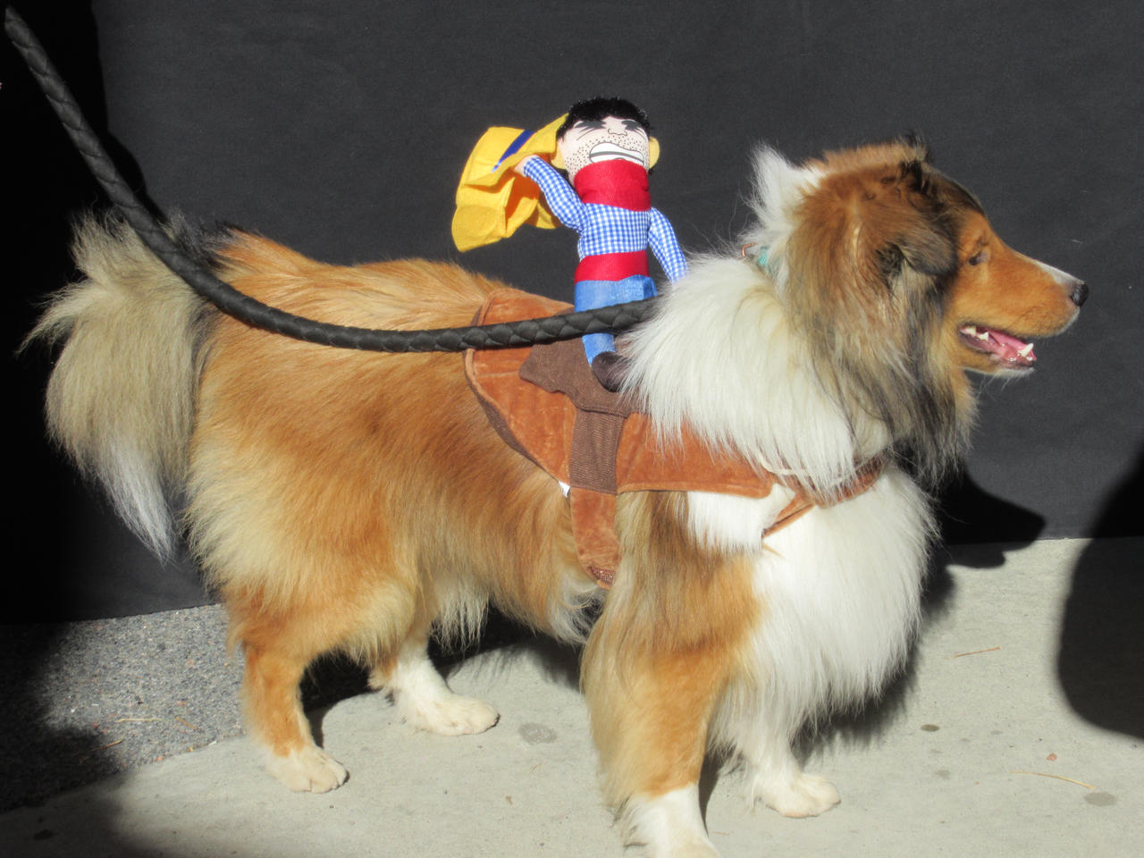 Write Riders Dog Cowboy Rider Dog by Codetski101 on DeviantArt