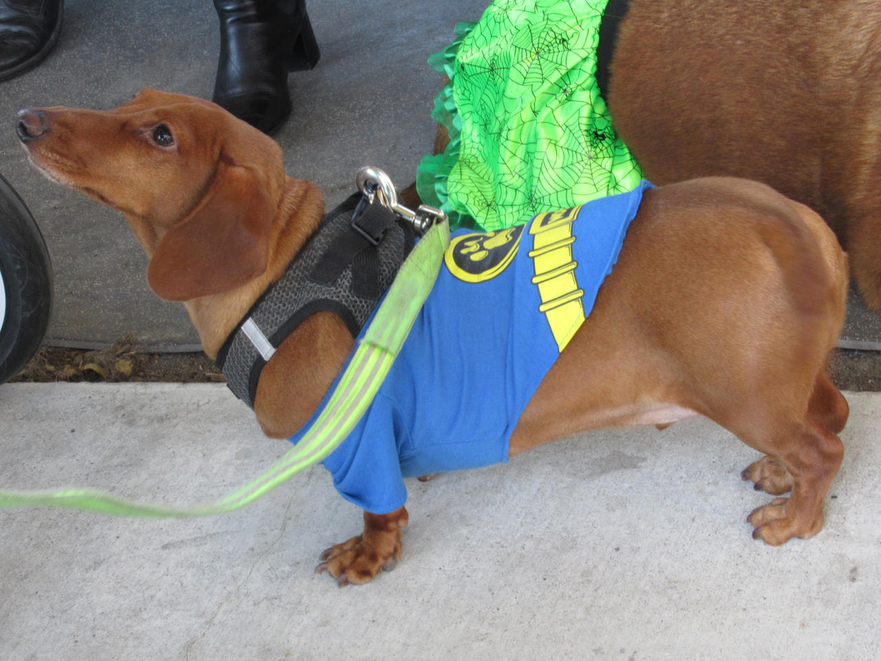 Dachshund Dressed as Batman by Codetski101 on DeviantArt