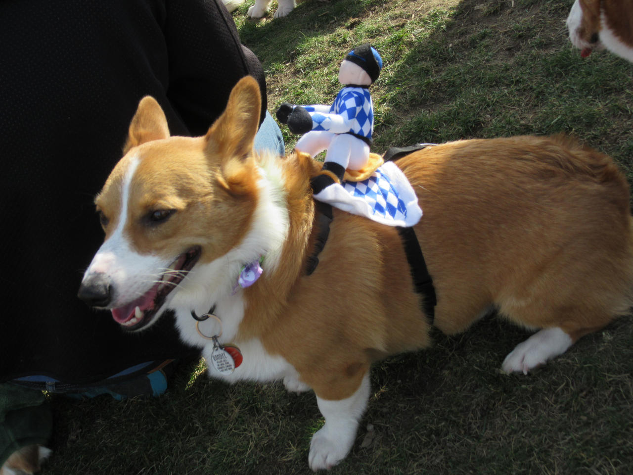 Write Riders Dog Cowboy Rider Dog by Codetski101 on DeviantArt